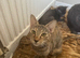 Savannah F4 cats beautiful