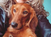 Small Standard Long-Haired Dachshund Puppies
