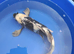 big shiro butterfly koi for sale 20inch
