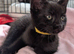Lovely kittens ready now- urgent x