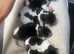 Traditional Jack Russel puppies