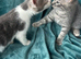 Kitten