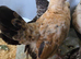 2 x Serama Roosters