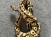 Ball Python for Sale