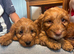 Cockerpoos