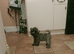 Two puppy dogs for sale
