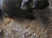 1 skinny pig boy to reserve