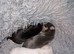 4 chihuahua puppy's