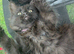 Adorable longhaired Black with Ghost Tabby Markings