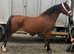 Show quality mare