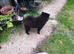 Beautiful house trained puppy 5 months old ready 9 June