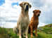 Outstanding Proven KC Labrador Stud