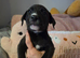 Germanshepard x staffy puppies (Ready)