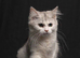 Chinchilla & BSH Mixbreed Kitten