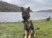 WANTED German shepherd or Mali