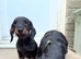 Lovely male Black and Tan mini dachshund born 16th March.