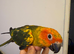 Selling baby handreared sun conures
