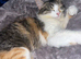 Calico girl needing a new home