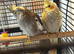 4 Month Old Cockatiels Pearl, Grey, Grey & White