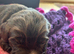 Cocker Spaniel full pedigree puppies for sale