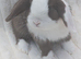 Choc split mini lop buck