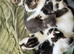 5 Kittens For Sale - Ready 14th may