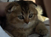 Scottish Fold Golden