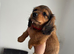 Beautiful Miniature Dachshund Puppies