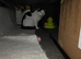Female shorthair domestic