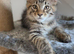 3-Month-Old Maine Coon Kitten for Sale