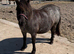 Black roan Standard Mare