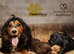 Stunning working cocker spaniel boys