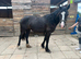2 year old black filly Reg Welsh D