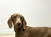 Miniature dachshund lola