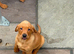 Working labador puppies
