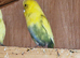 Breeding pair of budgies