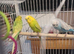 1 pair/single male budgie