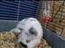 Jasper need home Asap