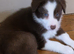 Bearded / Border Collie Cross