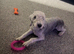 Bedlington terrier boy