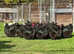 Exhibition / Show Black Orpington Large Fowl Chickens