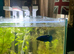 Full setup male betta