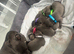 Blue whippet puppies