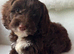 Gorgeous Cockapoo puppies