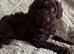 Cockapoo puppies. Various colours Ready to leave