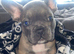 French bull dog