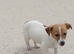 Jack Russell