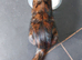 15 week old kitten tortoise shell female