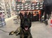Working line German shepherd