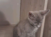 Pure Russian Blue kitten